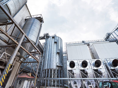 sugar plant